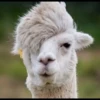 Llama Drama 6