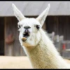Llama Drama 7