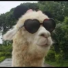 Llama Drama 8