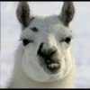 Llama Drama 9