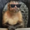 Memes Del Monito 19