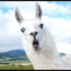 Llama Drama 10