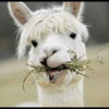 Llama Drama 11