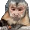 Memes Del Monito 27