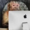 Memes Del Monito 28