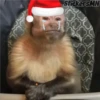 Memes Del Monito 29