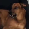 Hot Dog 30