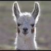 Llama Drama 12