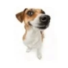 dog carismático 6