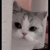 Cats 5