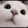 Cats 6