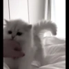 Cats 7