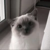 Cats 9