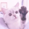 MEONG SOFT 5