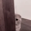 Cats 11