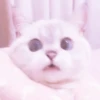 MEONG SOFT 6