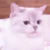 MEONG SOFT 7