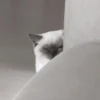Cats 14