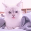 MEONG SOFT 8
