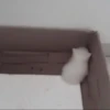 Cats 15