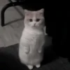 Cats 16
