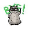 Raccoon 12