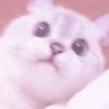 MEONG SOFT 10