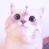 MEONG SOFT 11