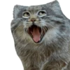 manul 5