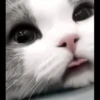 Cats 17