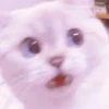 MEONG SOFT 12