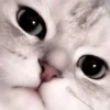 Cats 18