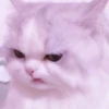 MEONG SOFT 13