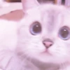 MEONG SOFT 14
