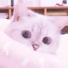 MEONG SOFT 15