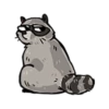 Raccoon 17