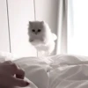 Cats 21