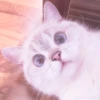 MEONG SOFT 16