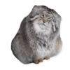 manul 7