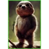 animalitos picture2 9