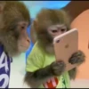 macaquinhos 6