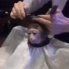 macaquinhos 8