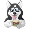 huskynys 7