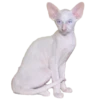 Honey Pets 6