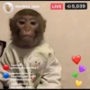 macaquinhos 10