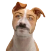 Honey Pets 7
