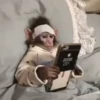 macaquinhos 11