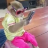 macaquinhos 12