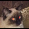 Pussy 5