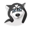 huskynys 12